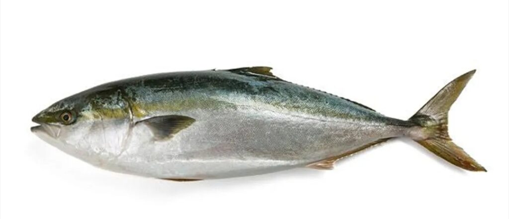 Wild Chilean YELLOWTAIL