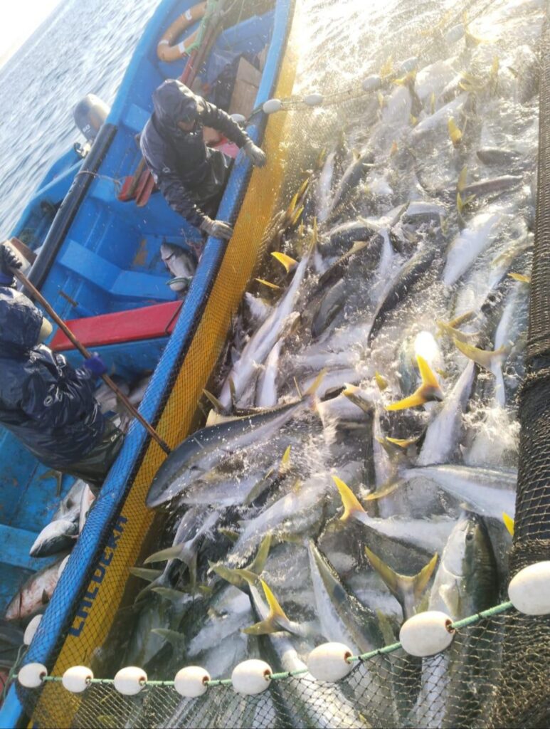 Artisanal Chilean fishermen landing wild yellowtail for Wild South Seafoods
