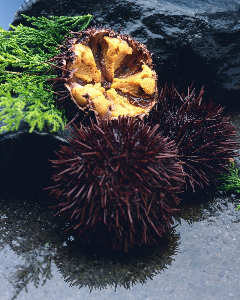 JAPANESE QUALITY SEA URCHINS